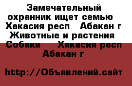 Замечательный охранник ищет семью - Хакасия респ., Абакан г. Животные и растения » Собаки   . Хакасия респ.,Абакан г.